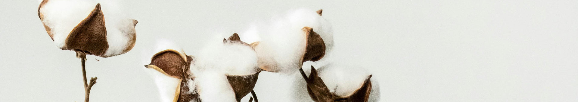 Cotton plant with white cotton bolls on a light gray background