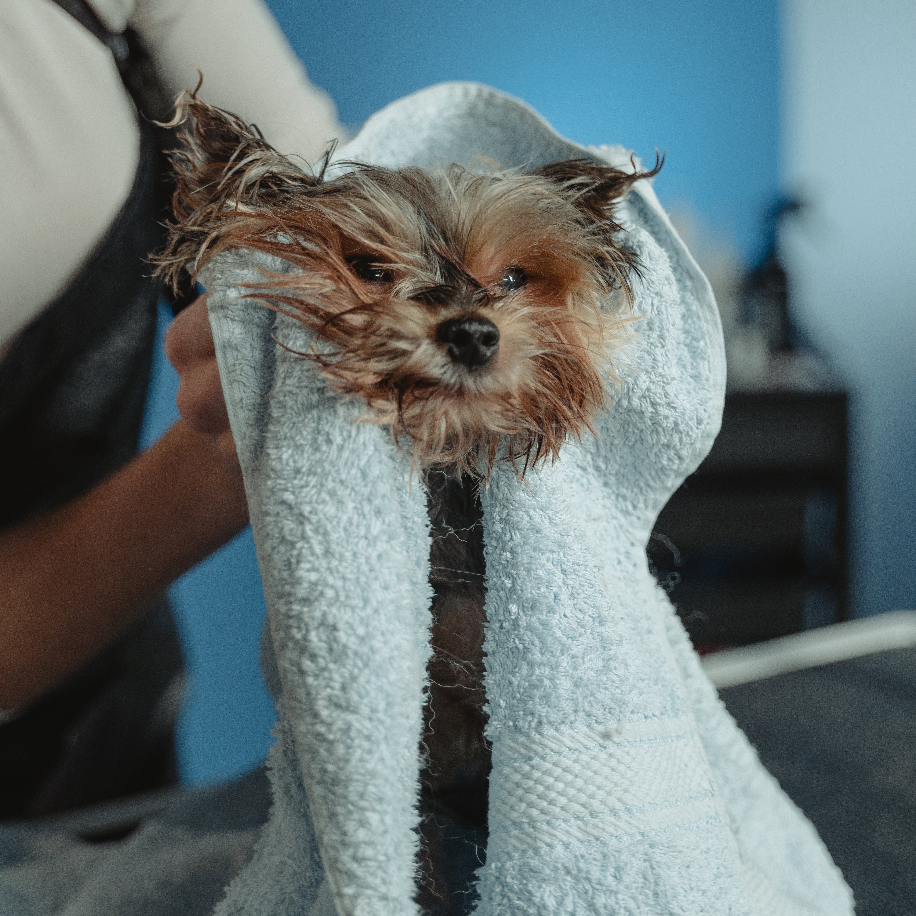 Repurposing old towels, to prevent waste.