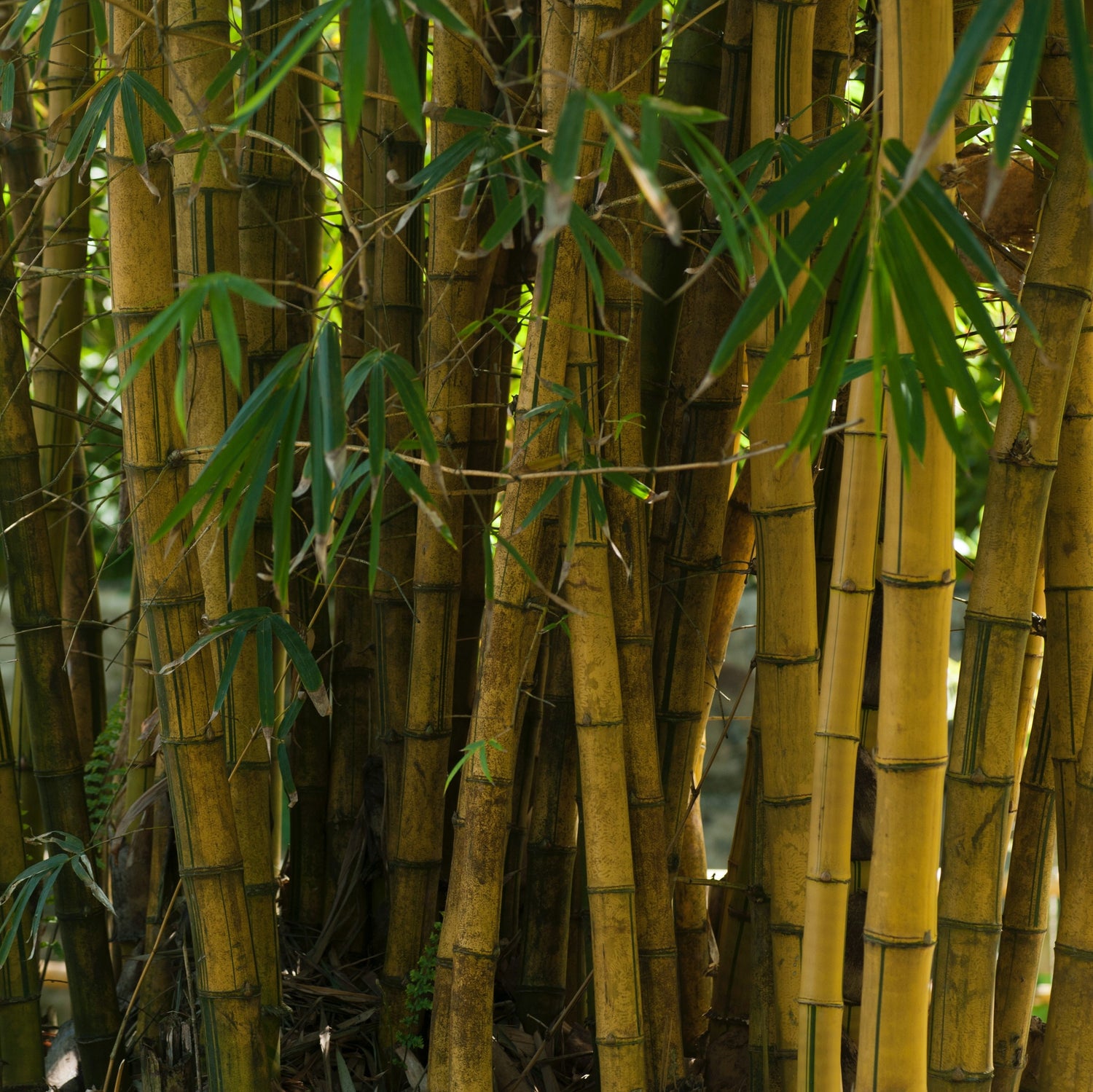 Bamboo Plant - Sustainable Material