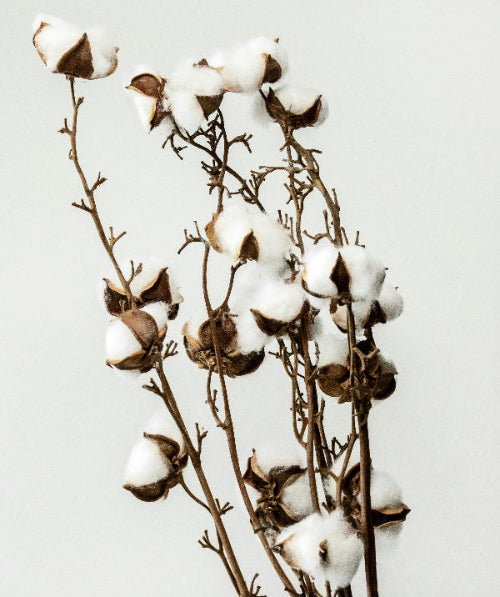 Cotton plant with white cotton bolls on a light gray background